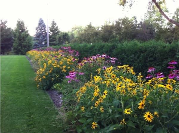 black eyed susans