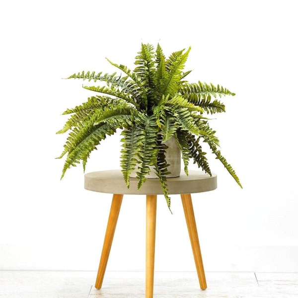 boston fern