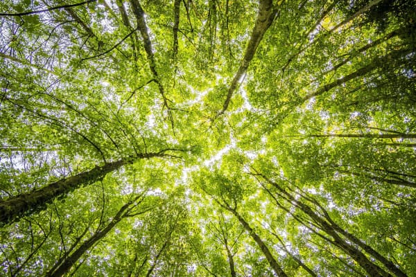forest branches