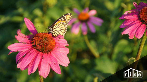 butterfly garden
