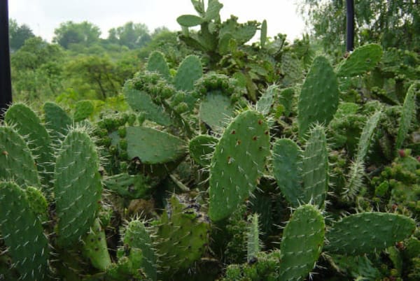 prickly pear cactus