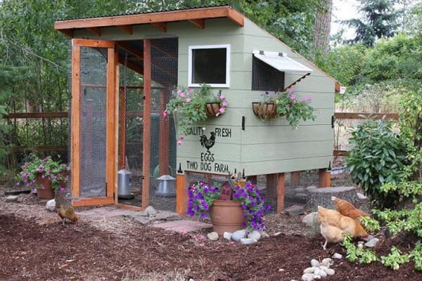 backyard chicken coop