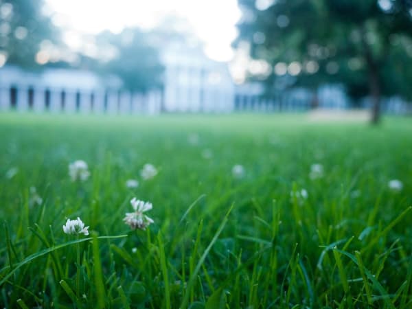 Clover Lawn