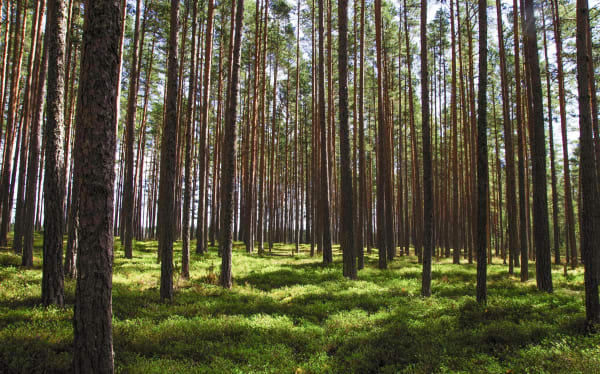 sunny forest