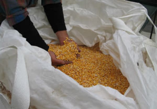 corn for home heating