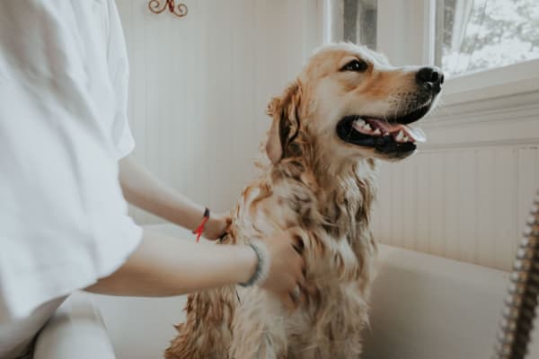 dog bath