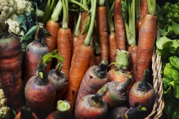 freshly picked carrots