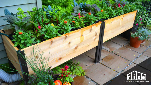 raised garden beds