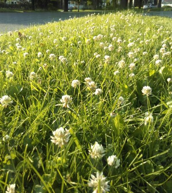 bee friendly clover