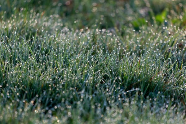 green grass dew