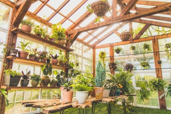 greenhouse indoor plants