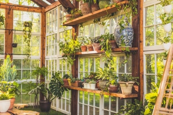 greenhouse plants