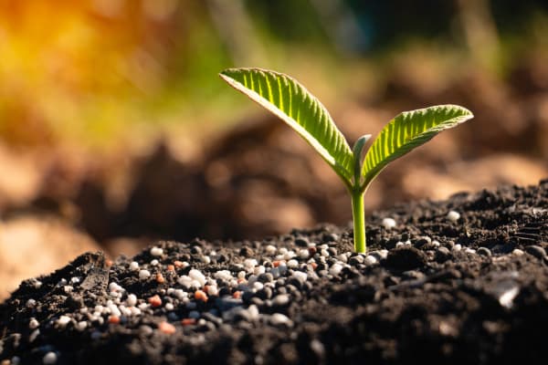 growing plant fertilizer