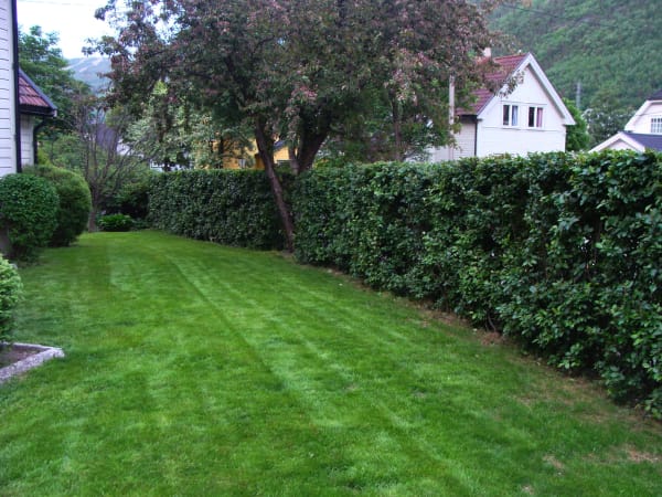 hedgerow fence
