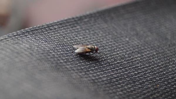 housefly