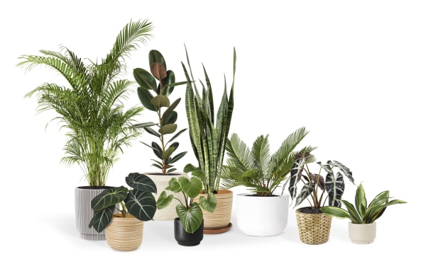 air purifying house plants