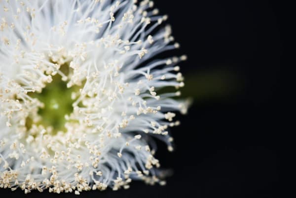 Flower Pollen