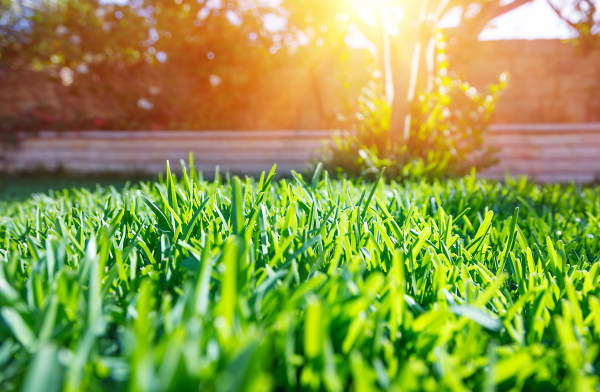 Soil and Grass
