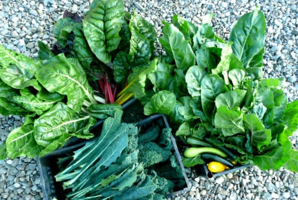 leafy greens