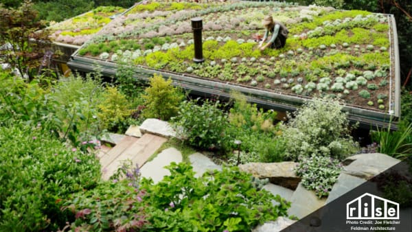 Green roof maintenance