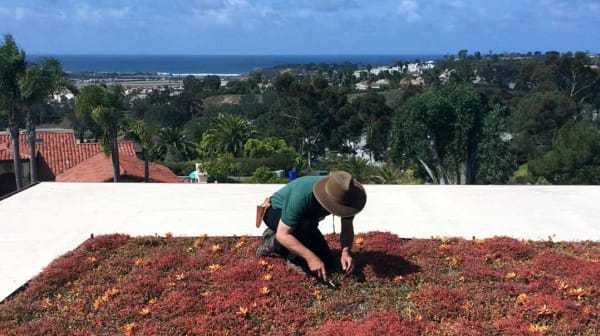 weeding green roof
