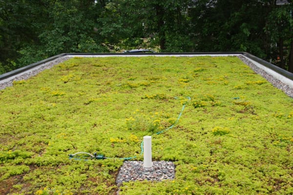 minneapolis passive house green roof floor