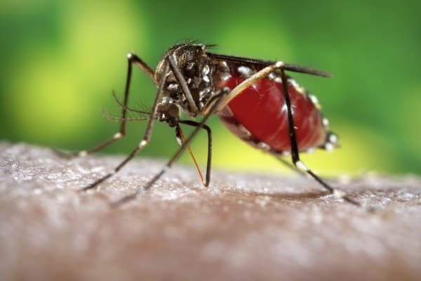 mosquito skin