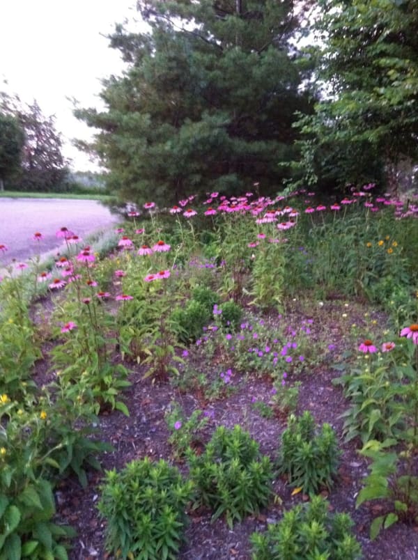 native flowers