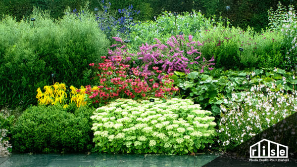native plants