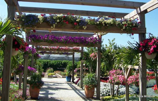 pergola plants