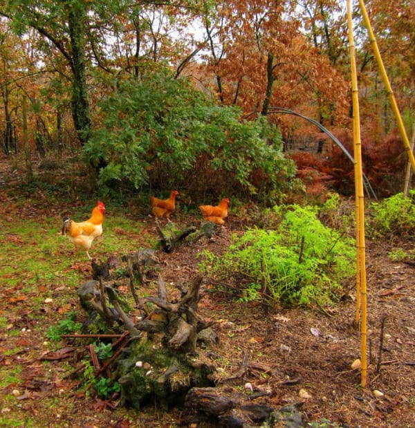 permaculture ecosystems