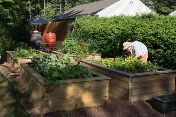 permaculutre rain barrel
