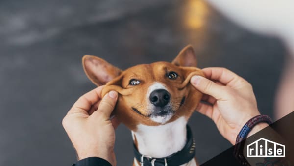 pet allergies indoor air quality