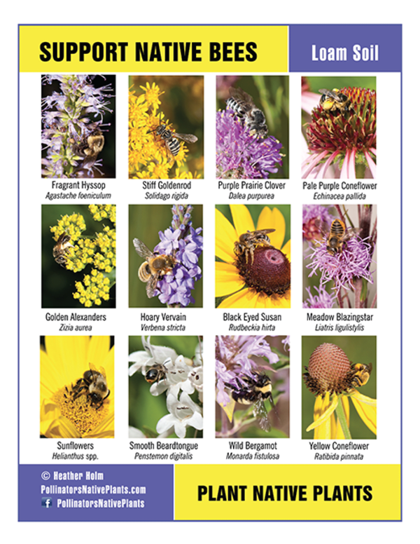 plants for bees