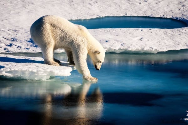 NASA polar bear