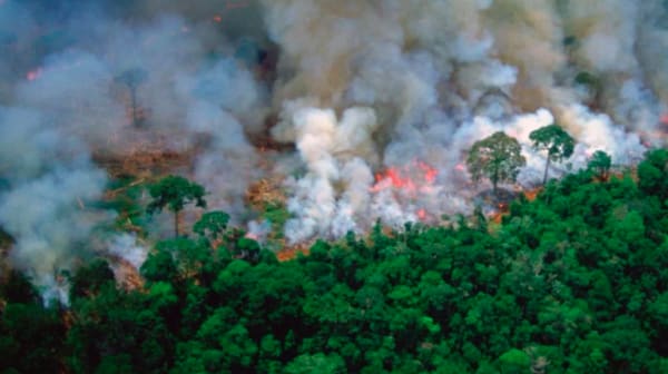 rainforest fire