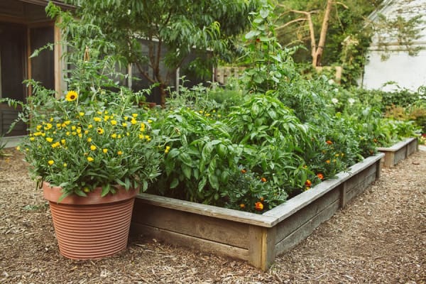 raised vegetable bed