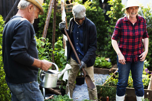 Shared Vegetable Garden