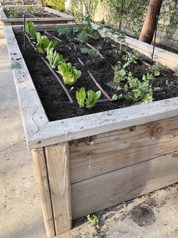 raised garden irrigation