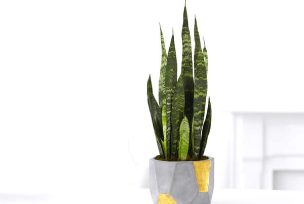 snake plant