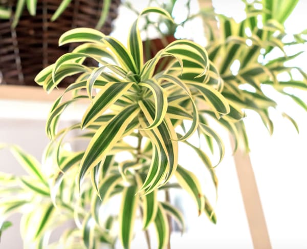 Spider Plant