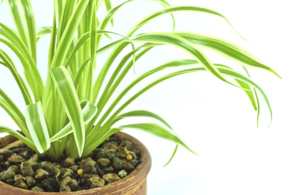 spider plant