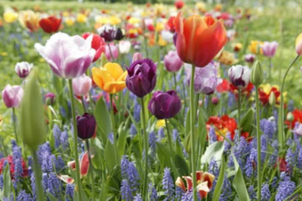spring flowers