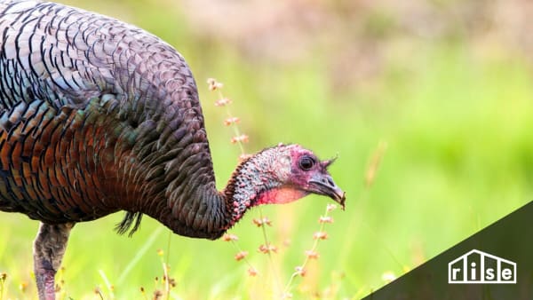 sustainable turkey