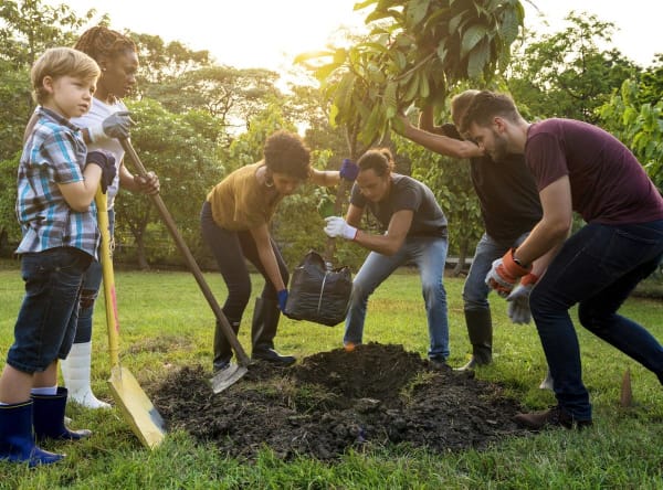 tree planting