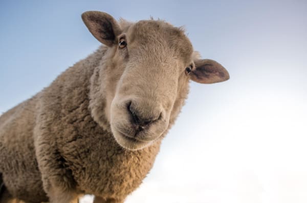 sheep wool insulation