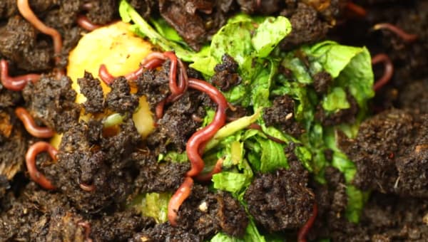 vermicompost red wiggler