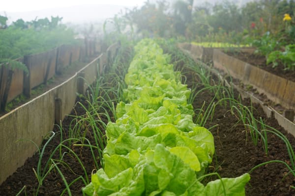 vermicomposting garden