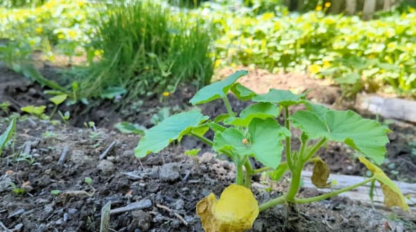 vegetable garden at ground level