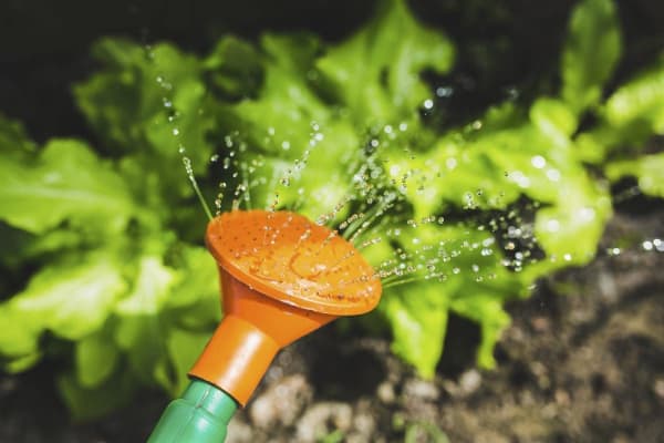 Lettuce in a Garden
